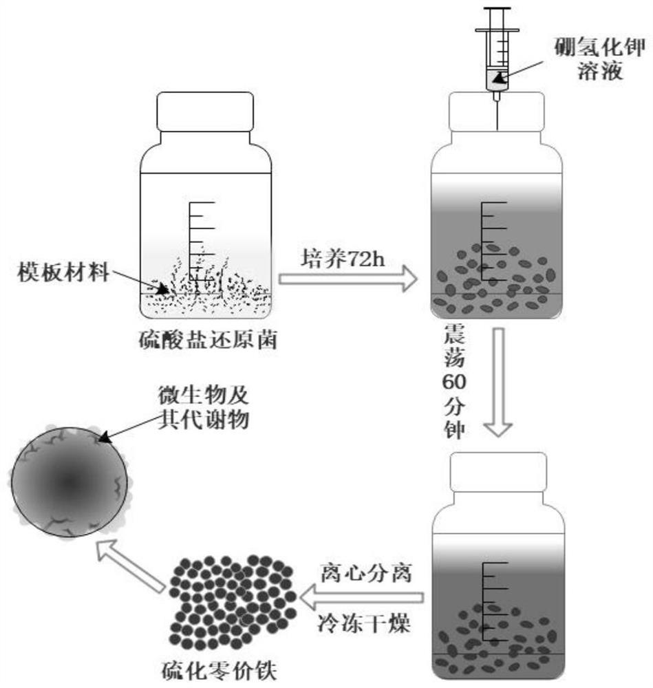 一种生物型硫化零价铁材料及其制备方法和应用