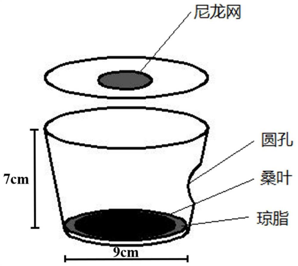 一种以桑螟为寄主的寄生蜂人工饲养方法