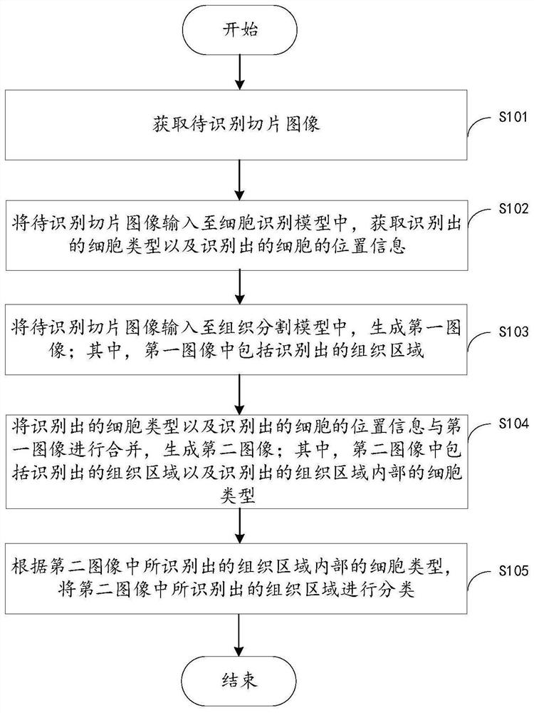 切片组织识别方法、装置，细胞识别模型及组织分割模型