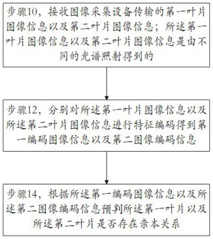 基于叶片特征预判样本是否存在潜在亲本关系的方法及装置