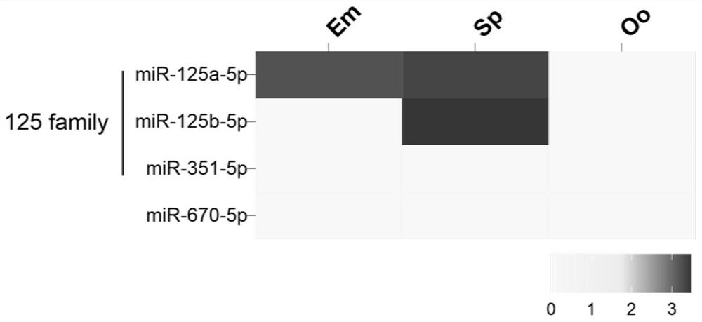 MiR-125a-5p在胚胎早期发育中的应用