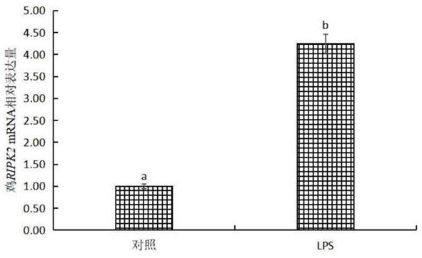 一种LPS感染后检测并调控鸡RIPK2基因甲基化的方法