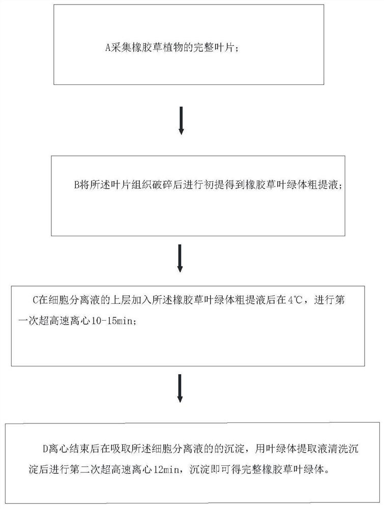 一种橡胶草叶绿体提取方法