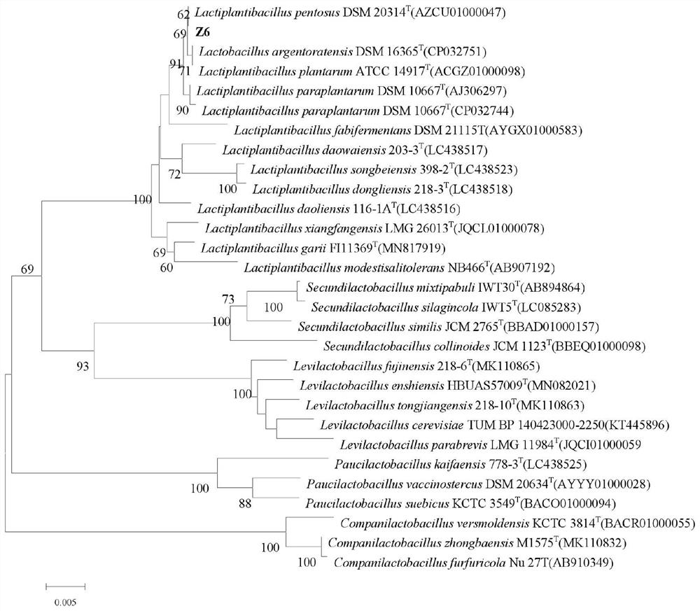 一株乳杆菌新菌株Z6及其在食品中的应用