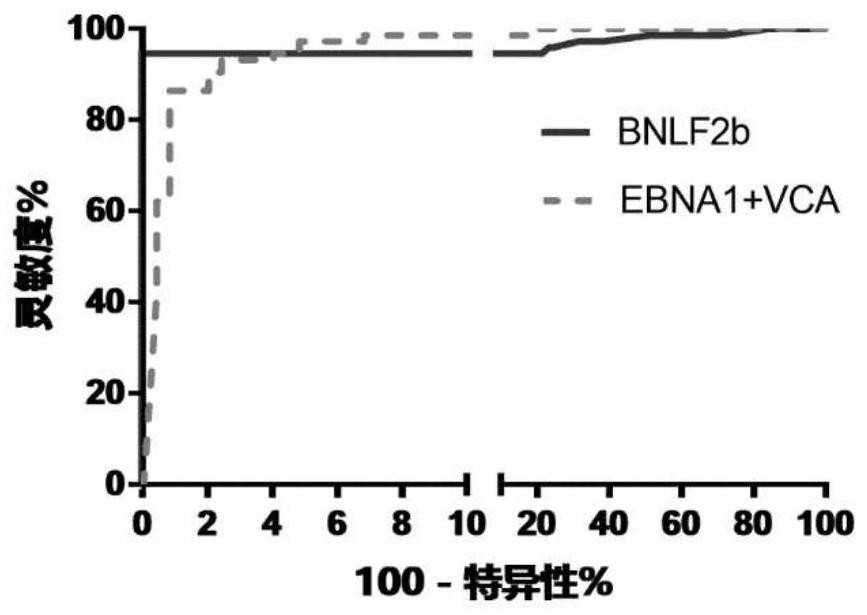 EB病毒BNLF2b基因编码多肽及其检测用途