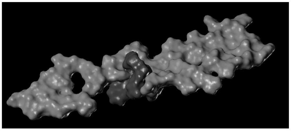 靶向amyloid-beta结构的抑制性肽配基及应用