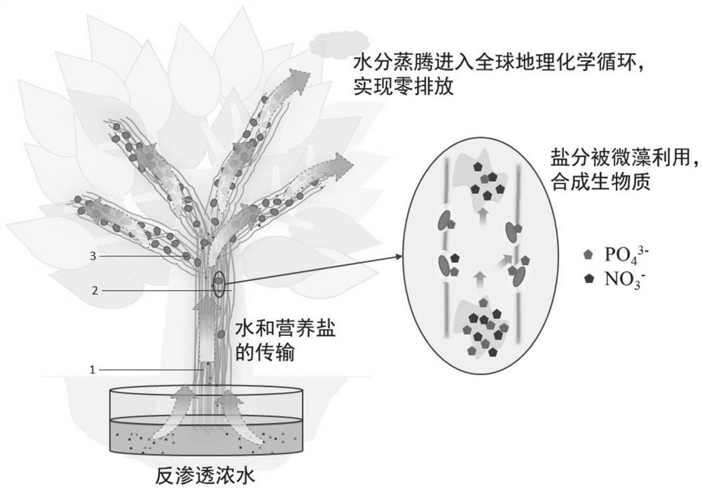 一种微藻拟植物用于处理反渗透浓水的系统