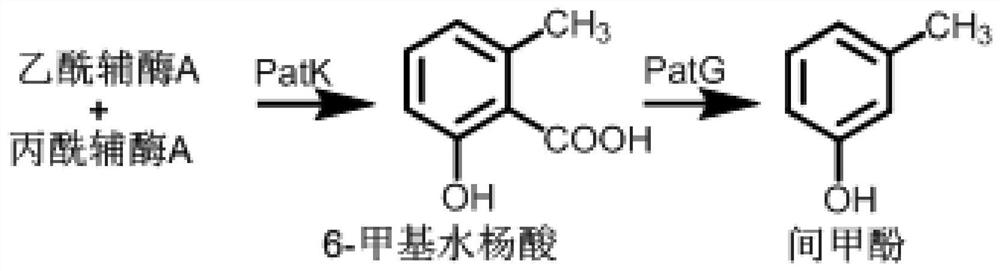 基因在间甲酚合成中的应用、质粒及菌株