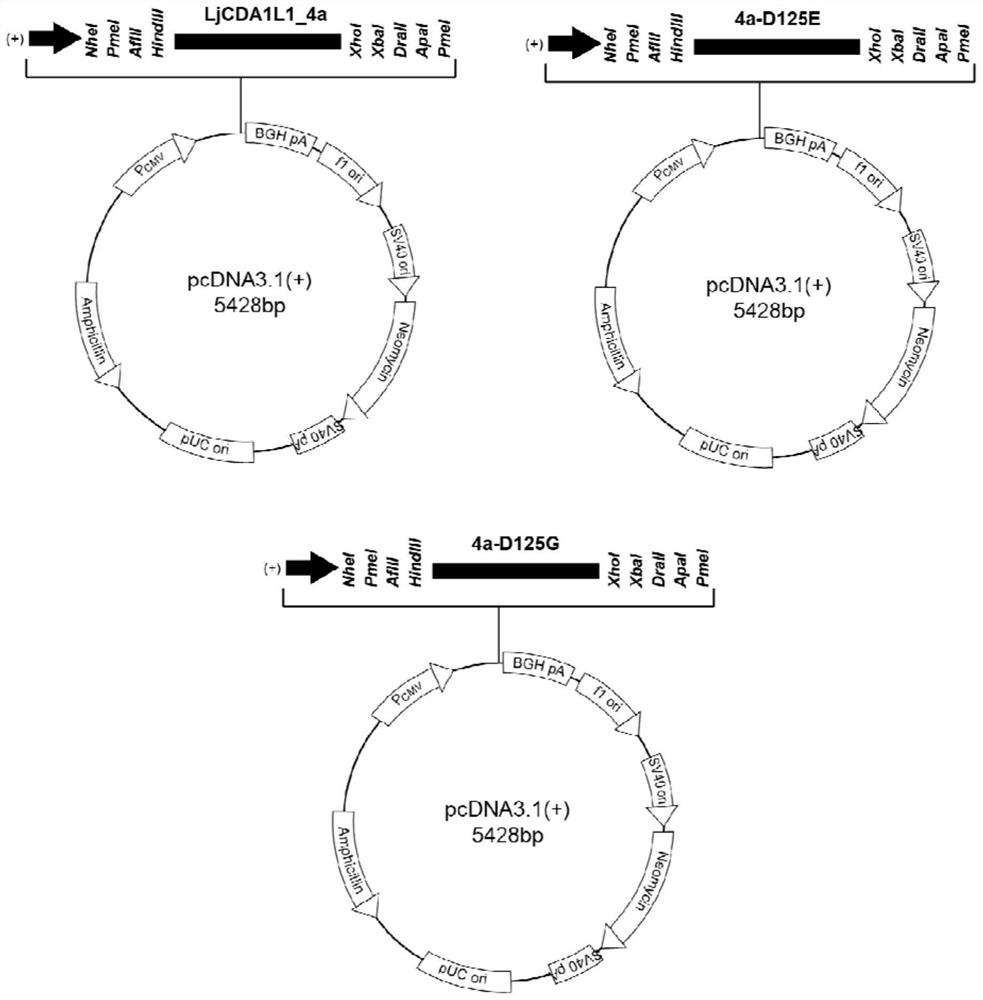 基于胞苷脱氨酶LjCDA1L1_4a及其突变体的单碱基突变系统