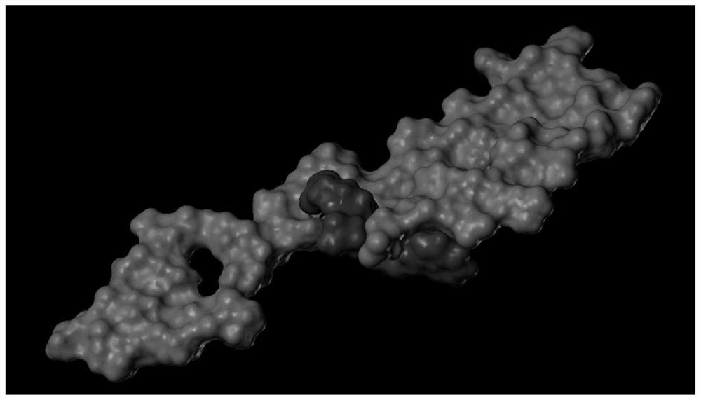 靶向amyloid-beta结构的肽配基及应用