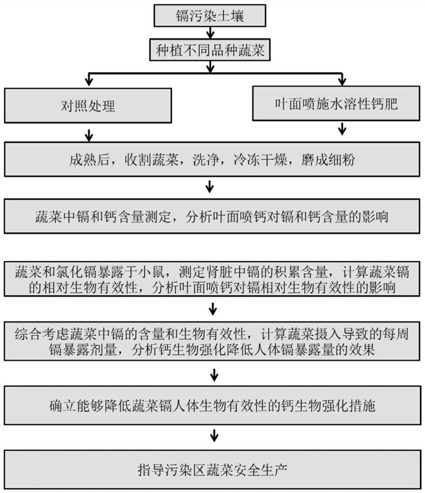 一种降低蔬菜镉人体生物有效性的钙生物强化措施