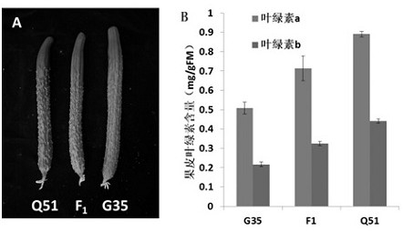 一种与黄瓜果皮颜色基因连锁的分子标记及应用