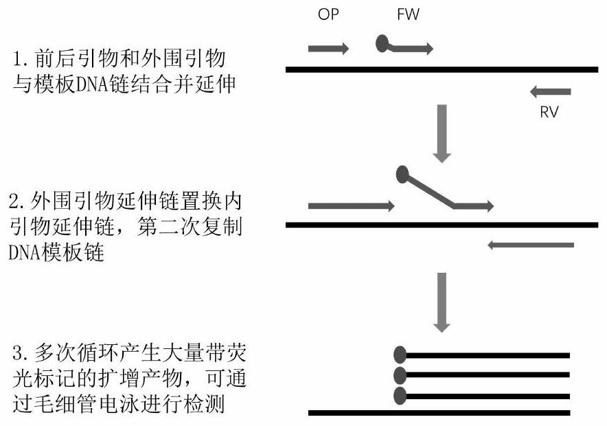 一种扩增短串联重复序列的方法、引物组及试剂盒