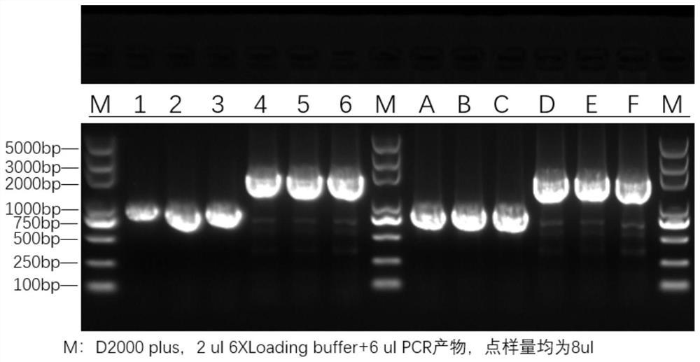 一种用于动物组织直接PCR扩增的方法