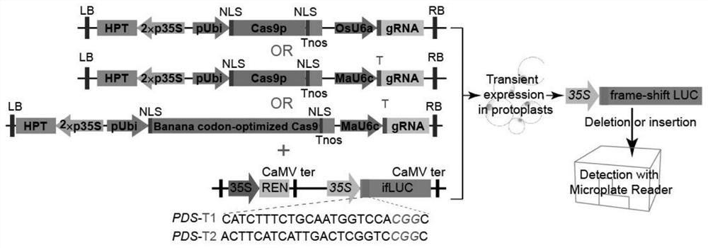 一种快速筛选CRISPR-Cas9基因组编辑gRNA靶位点的方法