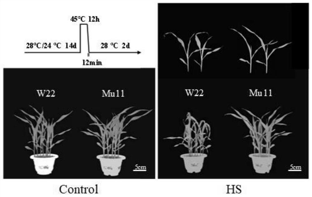 热激相关基因ZmHsf11及其在调控植物耐热性中的应用