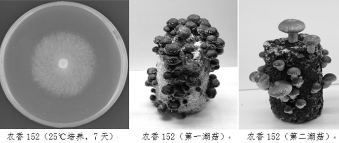 一种适合工厂化栽培的香菇菌种及其分子鉴定方法