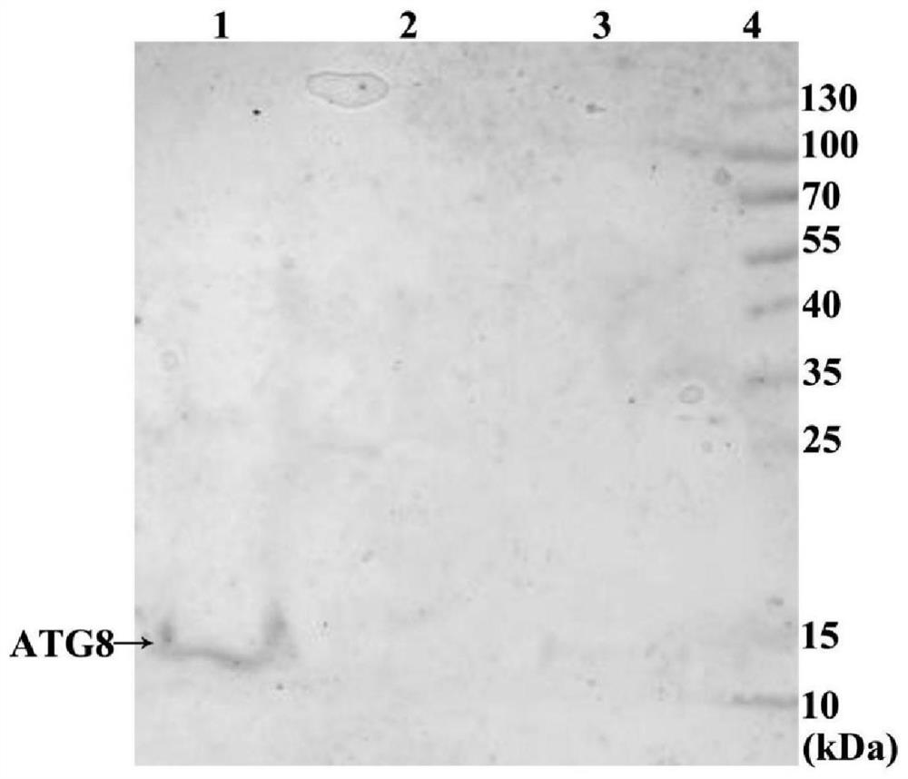 一种特异性识别小麦内源自噬相关蛋白8多克隆抗体的制备方法