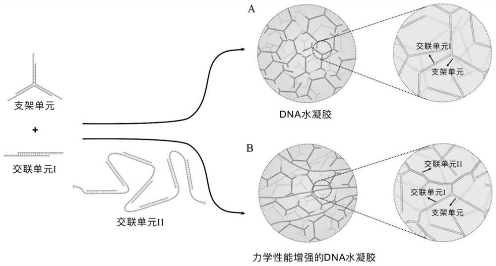 一种力学性能提高的核酸水凝胶及其制备方法和用途