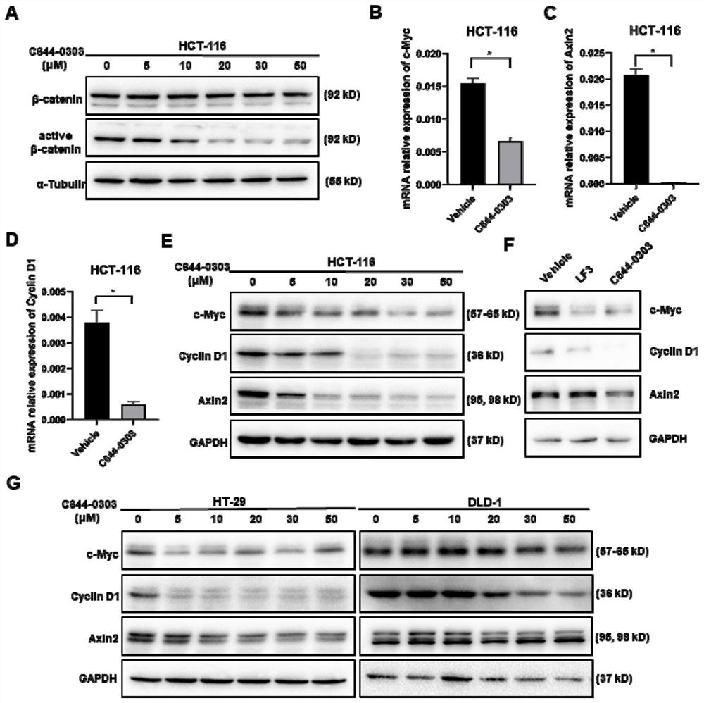 C644-0303在制备靶向抑制Wnt/β-catenin信号通路的药物中的应用