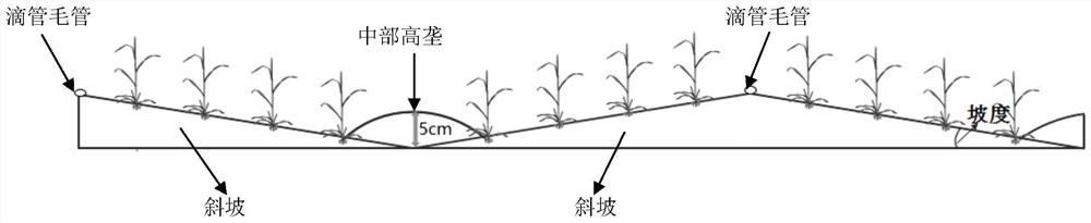 一种滴灌带起坡导流的小麦种植方法