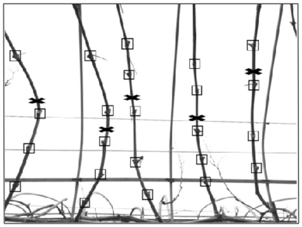 一种葡萄藤冬剪点检测算法