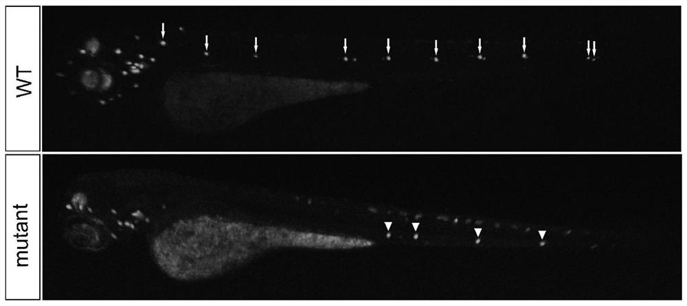 一种构建POU4F3基因缺失型突变体斑马鱼动物模型的方法