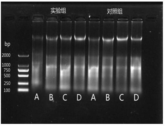 一种利用酚-氯仿法快速提取黄河鲤基因组DNA的方法