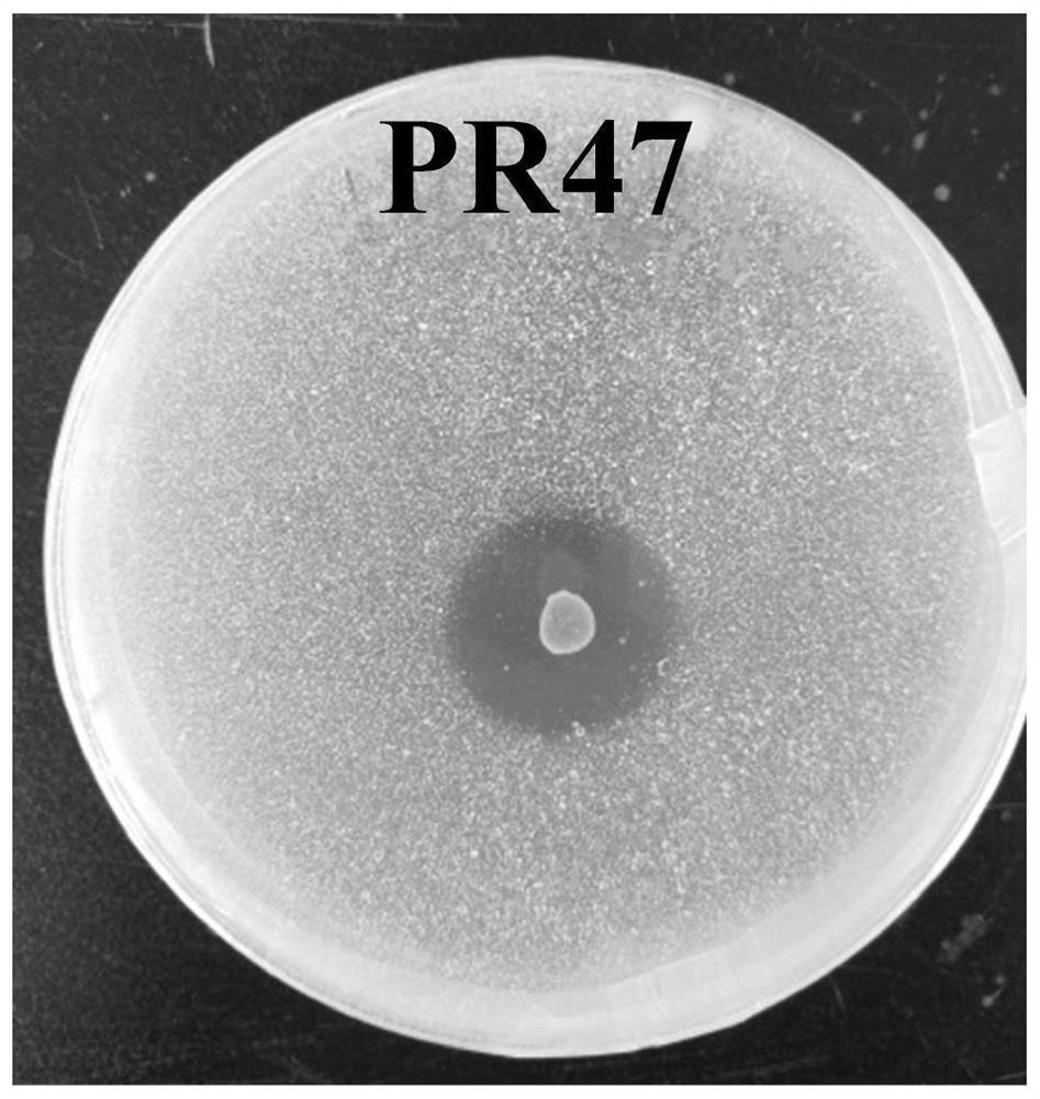一种解有机磷细菌PR47及其应用
