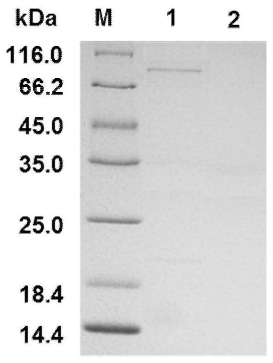 一种酿酒酵母表达人rPDGF-HSA融合蛋白及其标准品的制备方法
