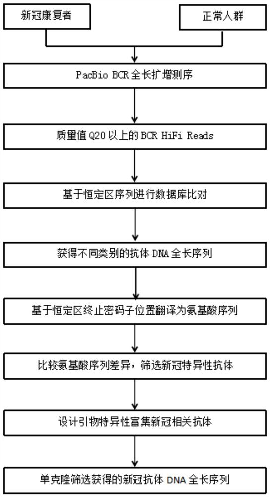 全人源的新冠IgG4单链抗体及其应用