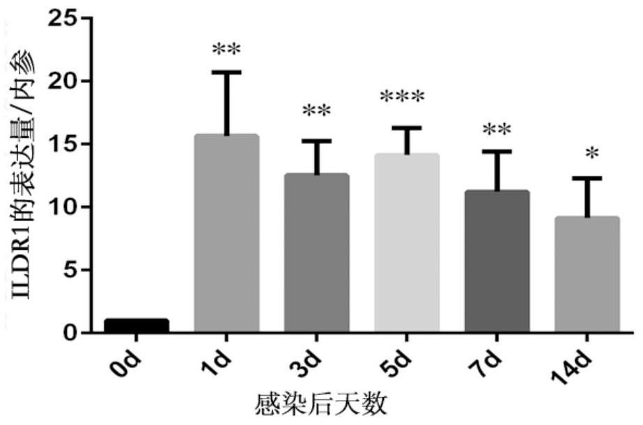 一种促进A型流感病毒复制的宿主蛋白及其应用