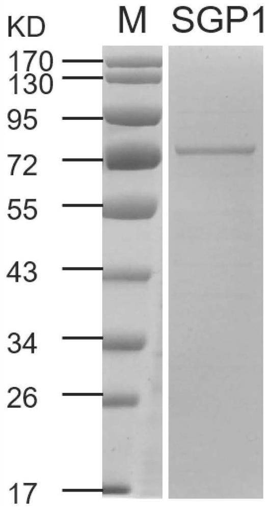 稻曲菌激发子蛋白SGP1、短肽及其应用