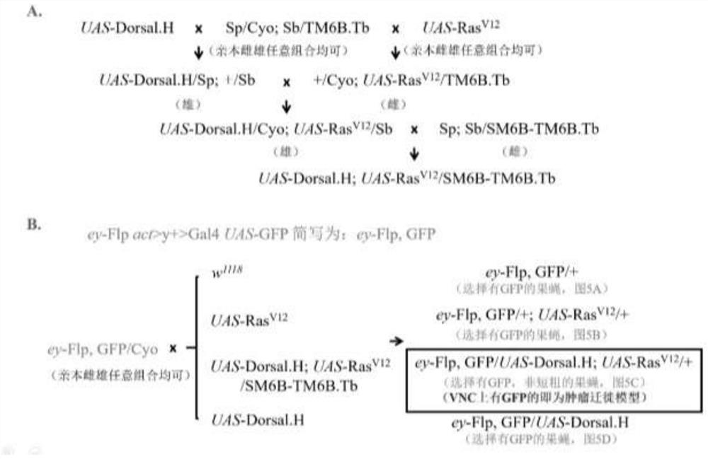 一种黑腹果蝇肿瘤侵袭模型的建立方法
