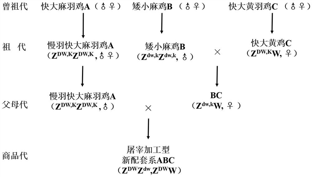 一种早熟的屠宰加工型优质鸡配套系的培育方法