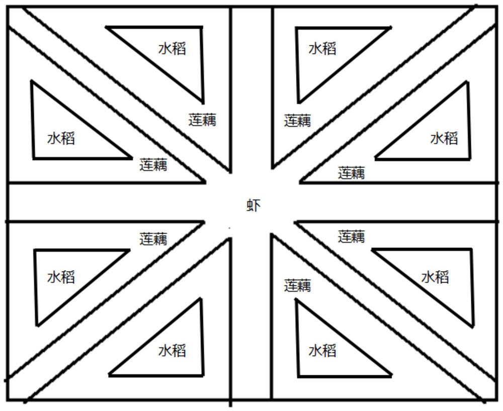 一种虾、水稻、莲藕组合生态种养方法