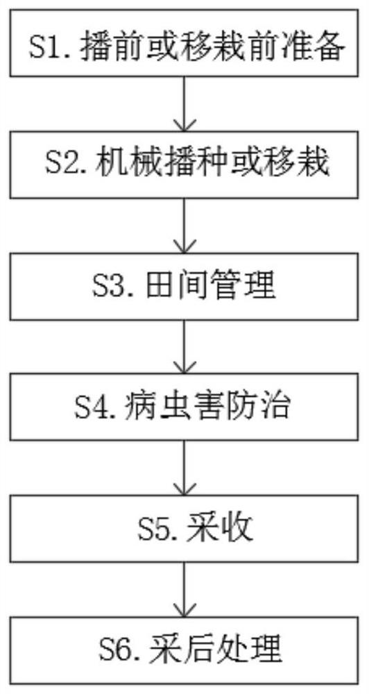 一种青菜优质轻简化生产方法