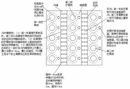 一种提高雷州地区芒果抗旱能力及恢复果园地力的复种模式