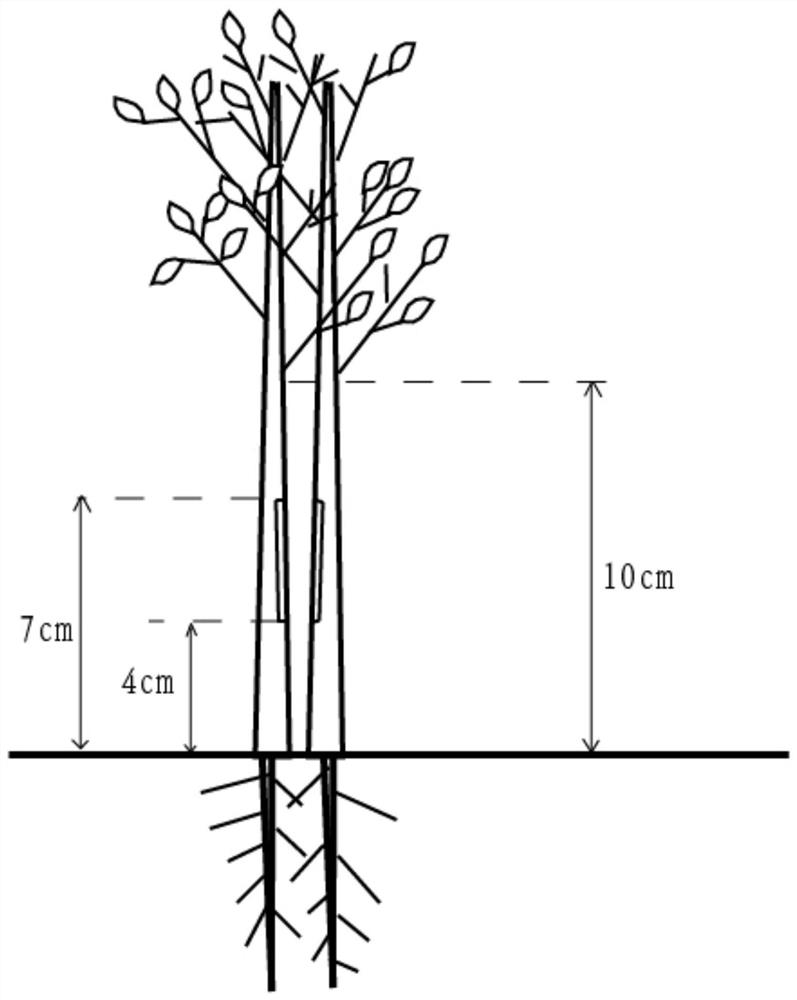 一种嫁接法培育栎类树种壮苗的方法