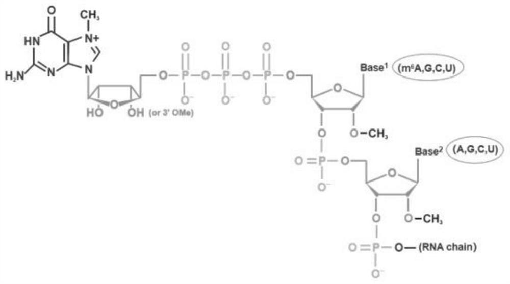 一种Cap2结构5`帽子类似物及其制备方法和应用