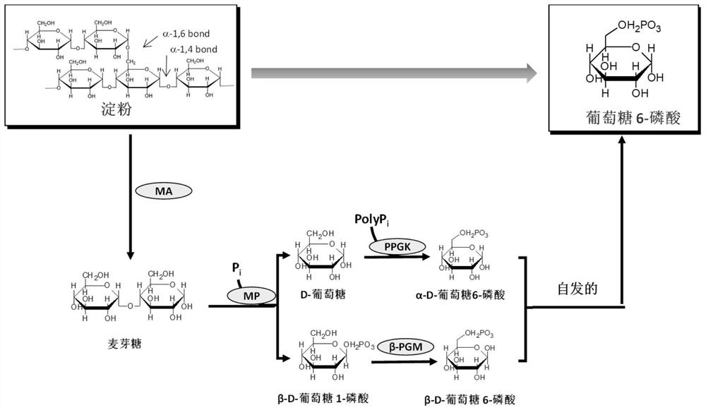 一种淀粉或其衍生物的酶法催化利用方法