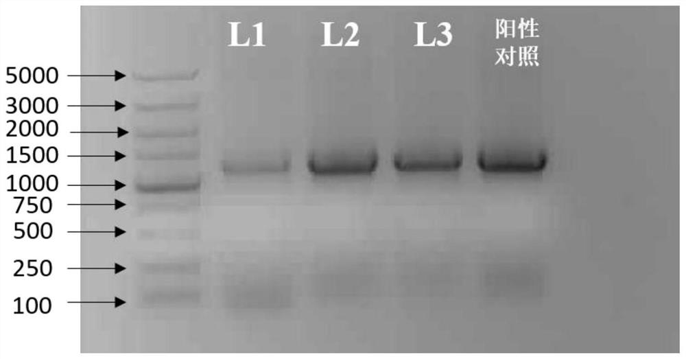 棉花GhBASS5和拟南芥AtBASS5基因在植物抗旱性中的应用