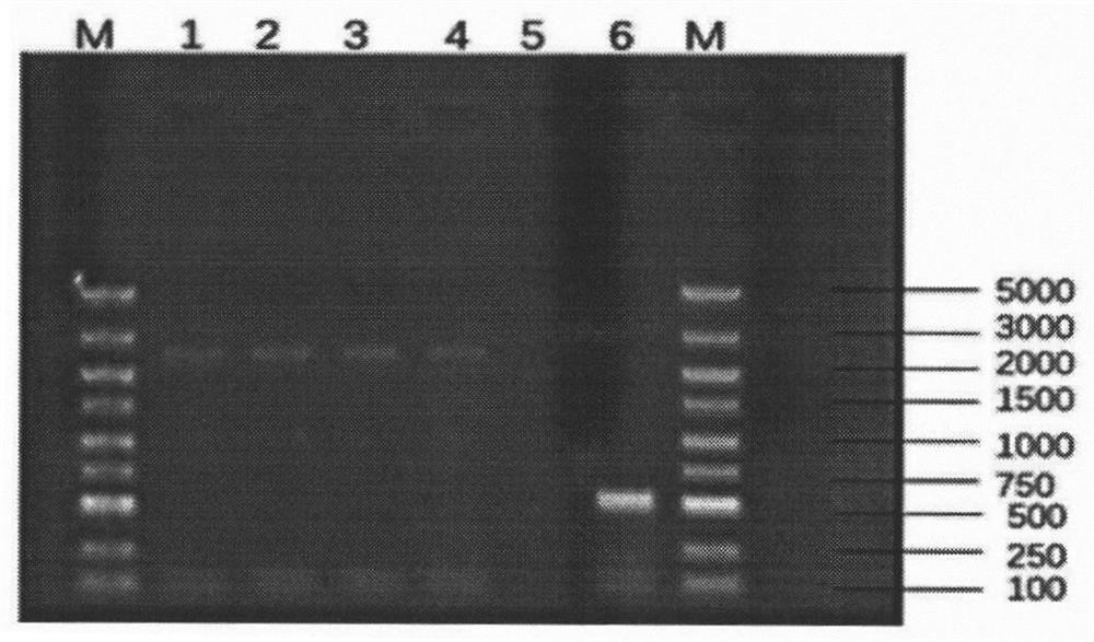 鸡ACE2基因的克隆、蛋白的表达和纯化及其多克隆抗体的制备