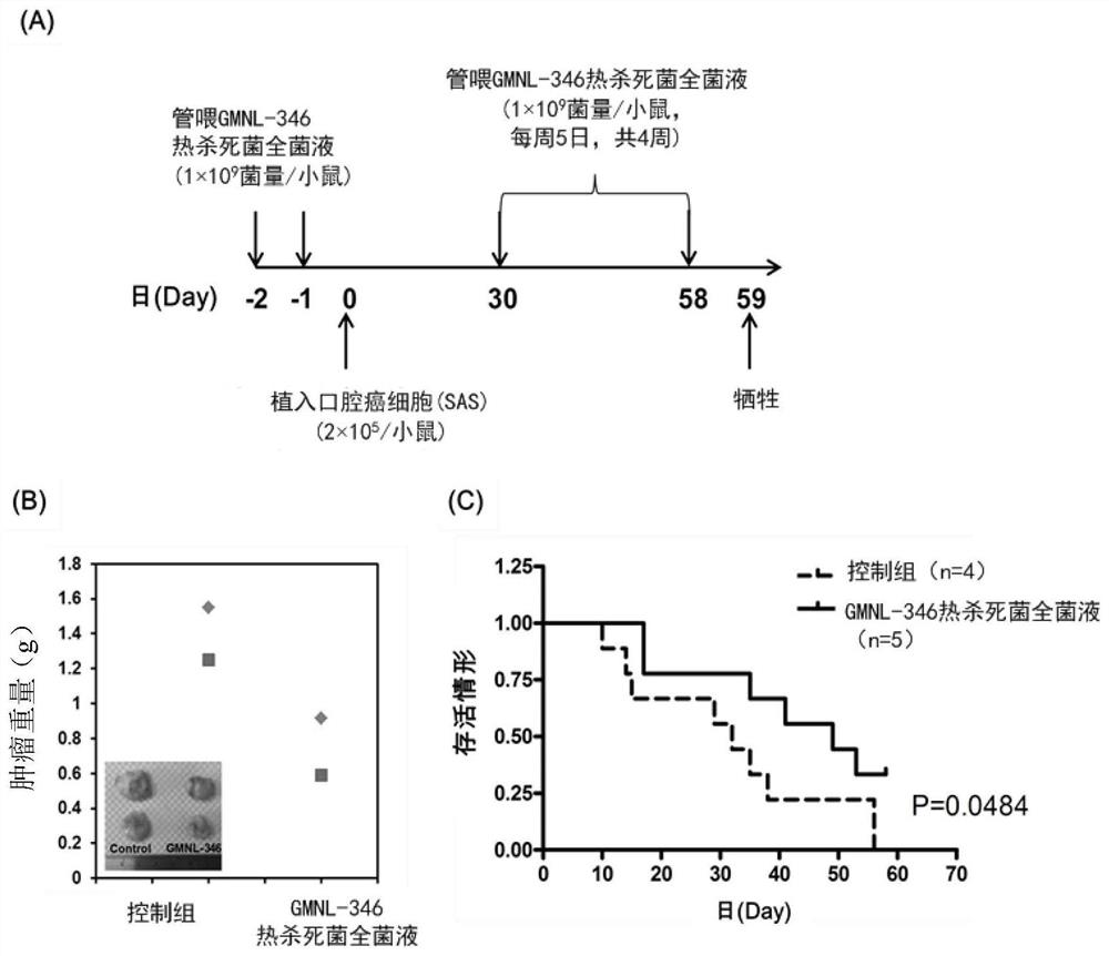 一种副干酪乳杆菌GMNL-346用于抗口腔癌之用途