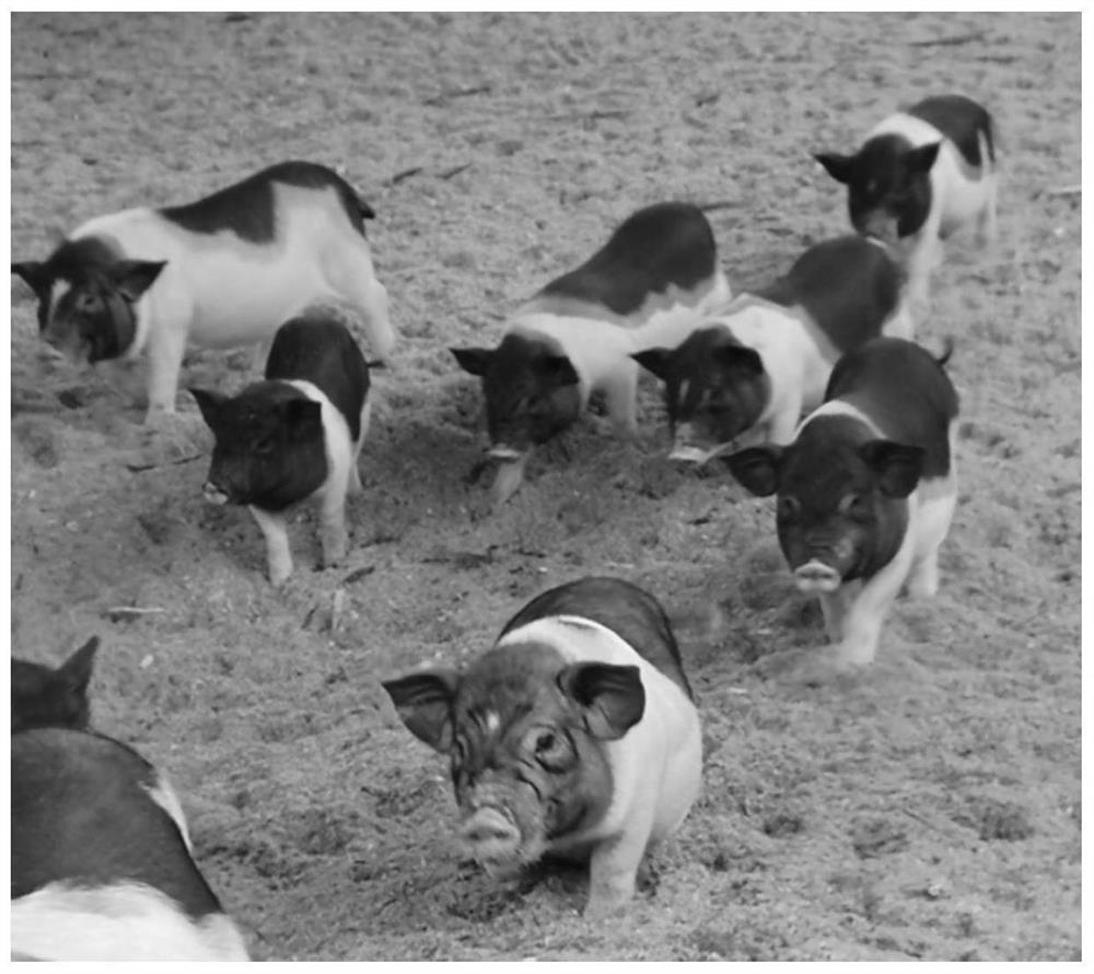 一种猪的养殖方法