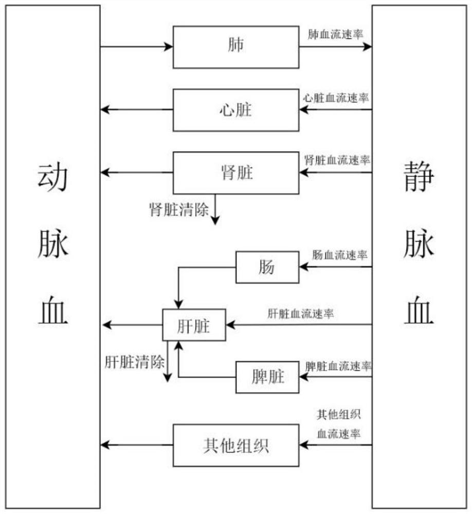 运用PK-sim预测异甘草酸镁在人体中暴露浓度的方法