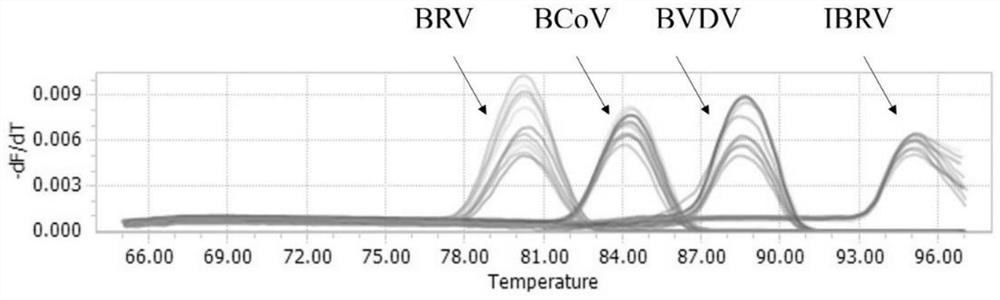 一种检测BVDV、BCoV、BRV和IBRV的多重荧光定量PCR方法及试剂盒