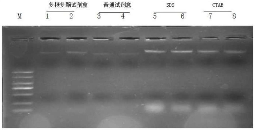 濒危半红树植物莲叶桐核酸提取的方法