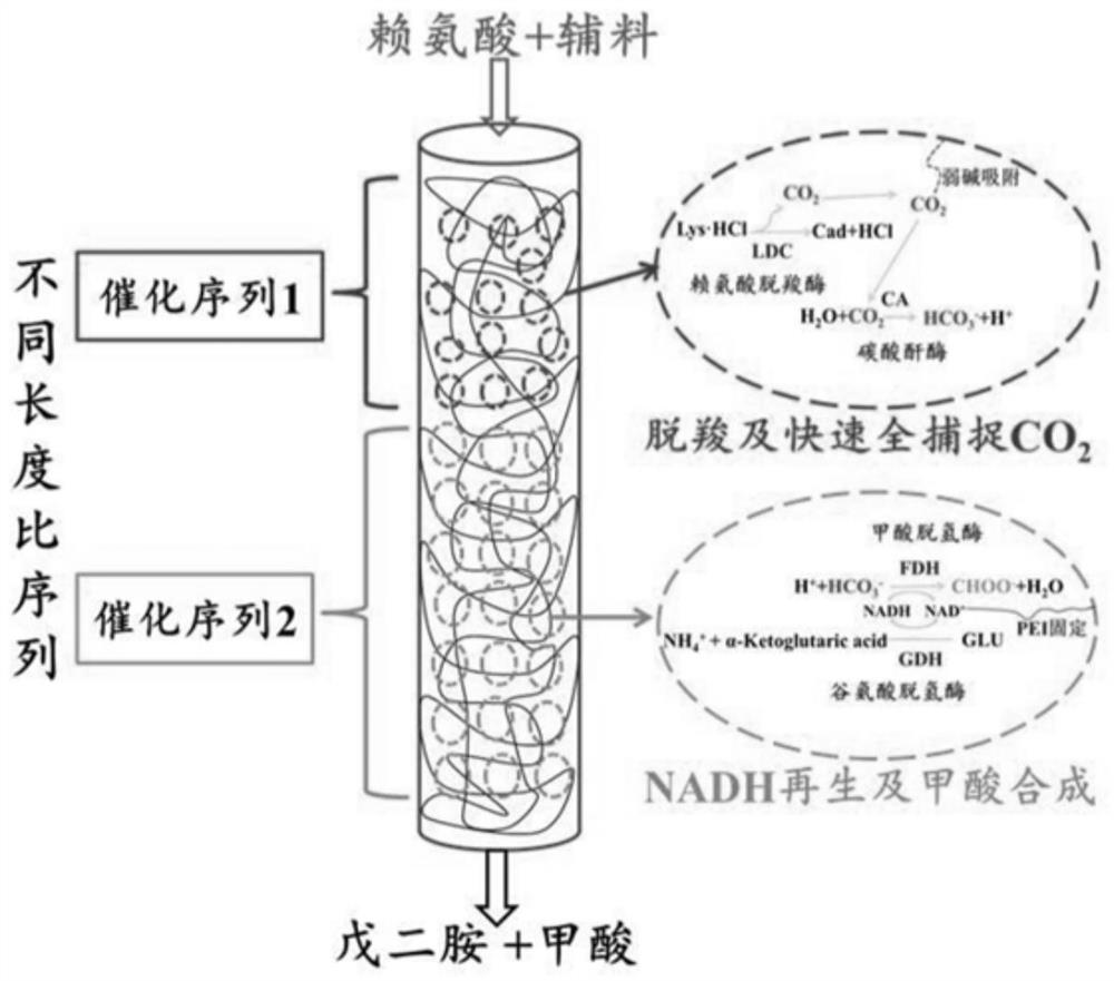 一种多酶连体纳米反应器的制备方法及其在同步合成上的应用