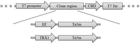 一种重组突变型Tn5转座酶的制备及应用